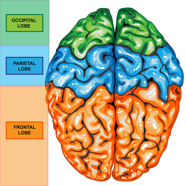 Vista superior del cerebro humano
 - Foto, Imagen