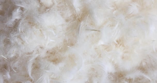 Selected soft feathers for pillow filling production. Natural material of high quality enhances overall comfort of sleeping experience - Footage, Video
