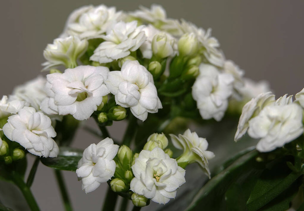 Kalanchoe Blossfeld is a perennial herbaceous succulent flowering plant of the Crassulaceae family. - Photo, Image