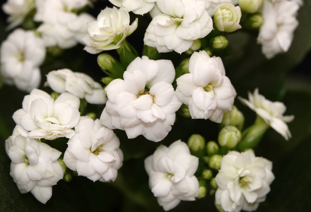 Kalanchoe Blossfeld - многолетнее травянистое суккулентное цветущее растение семейства Crassulaceae. - Фото, изображение