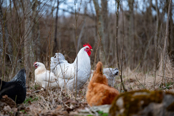 Курицы в лесу в поисках пищи Кумла Швеция Апрель 8 2024 - Фото, изображение