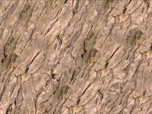 Baumrinde Textur Hintergrund, Nahaufnahme  - Filmmaterial, Video
