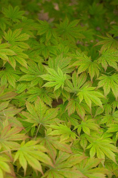 Яскраве зелене листя японського клена, Acer Japanicum. - Фото, зображення