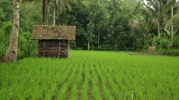 Campo de arroz verde en crecimiento, paisaje agrícola, panorama rural - Metraje, vídeo