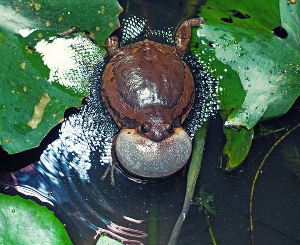 bullfrog - Photo, Image