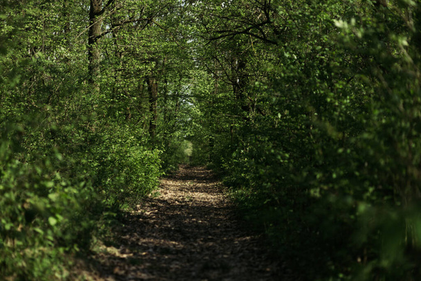 dlouhá cesta v lese v - Fotografie, Obrázek