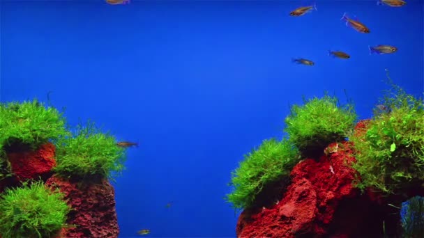 Ψάρια κολύμπι σε ενυδρείο με το fasle λόφο στο κάτω μέρος - Πλάνα, βίντεο