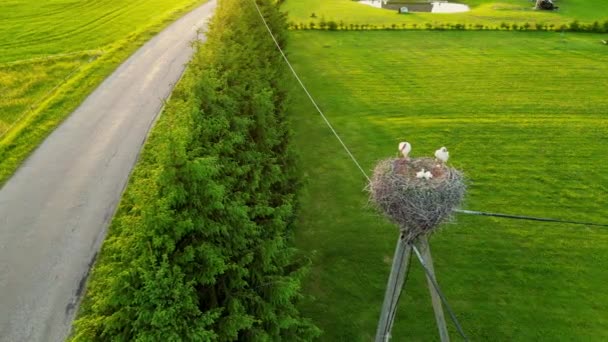 夏の風景。 白い樹皮は,その小さな鳥,背景に日没と巣に座っています. 卵を孵化する青空の背景に対する巣の2つの貯蔵. エストニアのサマーフィールド,グリーン. - 映像、動画