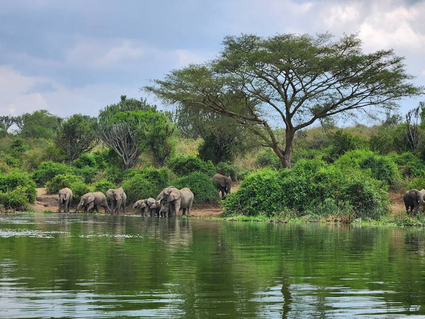 Grupa słoni pije wodę z jeziora. Niektóre z nich są. Tło ma zieloną roślinność i błękitne niebo - Zdjęcie, obraz