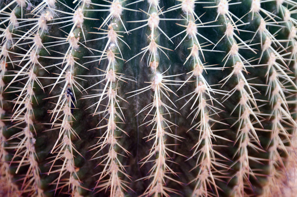 Cactus in greenhouses - Фото, зображення