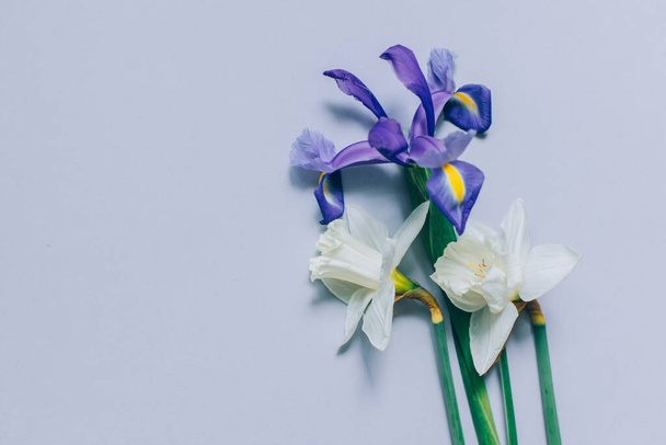 Boeket malse narcissen (narcissen) en irissen bloeit op een grijze achtergrond. Plaats voor tekst. - Foto, afbeelding