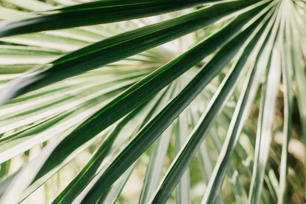 Foglia di palma fresca alla luce del sole. Concetto sfondo verde della pianta. Sfondo estivo. - Foto, immagini