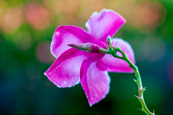 Fleur de mandeville rose et blanche et bourgeon non ouvert - Photo, image