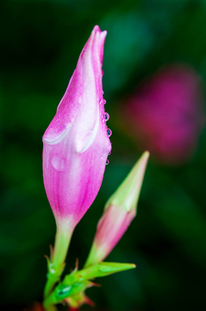 bourgeons de mandeville rose non ouverts - Photo, image