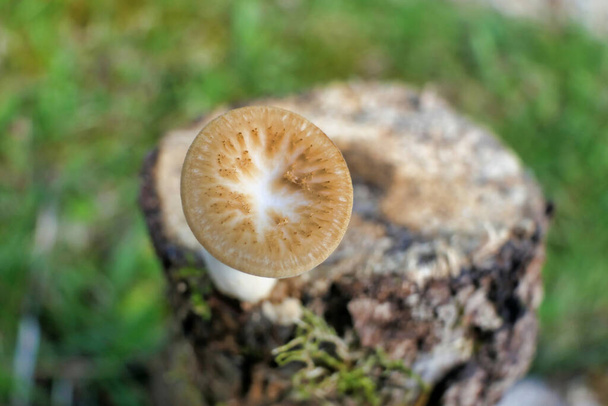 Close up de Polyporus Tuberaster (Poliporo Tuberoso) crescendo fora do topo de um tronco apodrecido - Foto, Imagem