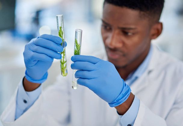 Fekete ember, tudós és levelek kémcsőben kutatás, biológia és minta üveg tartályban. Kesztyű, orvos és személy a laboratóriumban a növényi gyógyszeripar, az élelmiszer-biztonság és a mezőgazdaság a biológiai sokféleség. - Fotó, kép