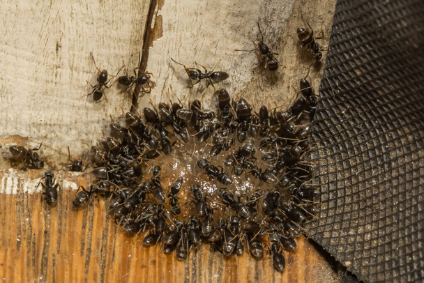 Odorous House Ants питаются Ant Gel Bait - Фото, изображение