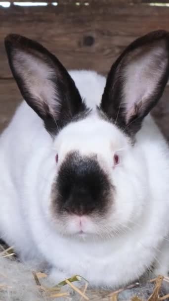 Um coelho doméstico com uma mancha preta no rosto está reclinado em uma gaiola. Suas orelhas longas e bigodes são visíveis, juntamente com sua pele branca macia - Filmagem, Vídeo