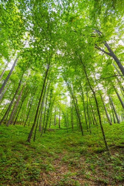 Hermoso bosque cerca de la ciudad de Rzeszow, Polonia
 - Foto, Imagen