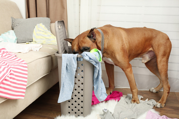 Dog demolishes clothes in messy room - Valokuva, kuva