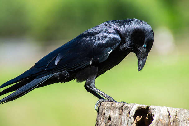 El cuervo australiano es un ave corvina paseriforme nativa de Australia.. - Foto, Imagen