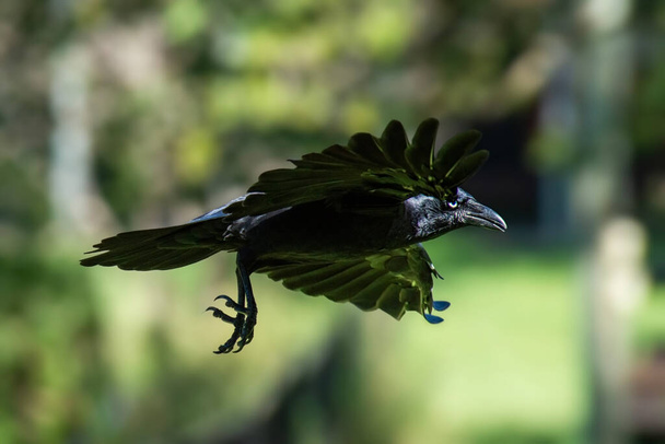 El cuervo australiano es un ave corvina paseriforme nativa de Australia.. - Foto, Imagen
