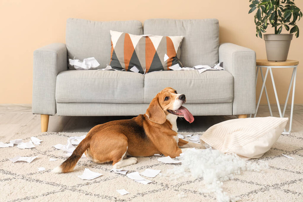 Yastığı yırtık olan yaramaz Beagle köpeği dağınık oturma odasında yerde yatıyor. - Fotoğraf, Görsel