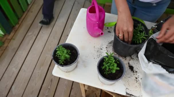 トップビューの女性花屋は,裏庭の庭の鍋にラベンダーの苗を移植しています. 女性の手は,ラベンダーの新鮮なサプリメントをポットに入れる肥料土壌を入れています. スティディカム・ショット - 映像、動画