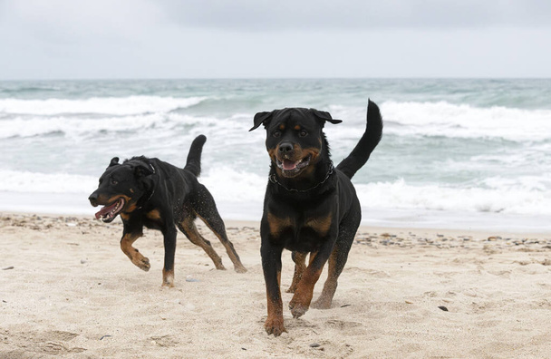 jeune rottweiler et beauceron courir sur la plage au printemps - Photo, image
