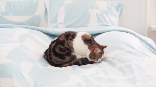 Scottish γάτα χαλαρώσετε και να κοιμηθεί στο σπίτι με φόντο υπνοδωμάτιο - Πλάνα, βίντεο