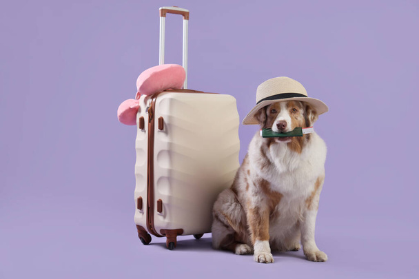Χαριτωμένο Αυστραλιανό Ποιμενικό σκυλί στο καπέλο με διαβατήριο και βαλίτσα σε λιλά φόντο. Ταξιδιωτική έννοια - Φωτογραφία, εικόνα