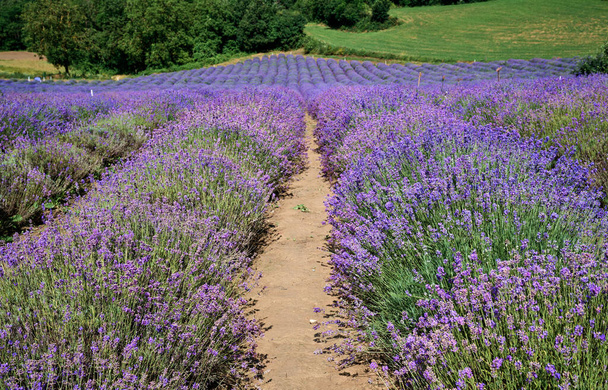 Lavender field in bloom near the village of Sale San Giovanni, Langhe region, Piedmont, Italy, Europe - Photo, Image