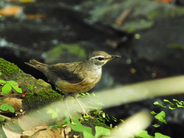 Eyebrowed Thrush Bird (Turdus obscures) or Eyebrowed Thrush, White browed Thrush, Dark Thrush. A beautiful bird from Siberia. It is strongly migratory, wintering south to China and Southeast Asia. It is a rare vagrant to western Europe. - Photo, Image