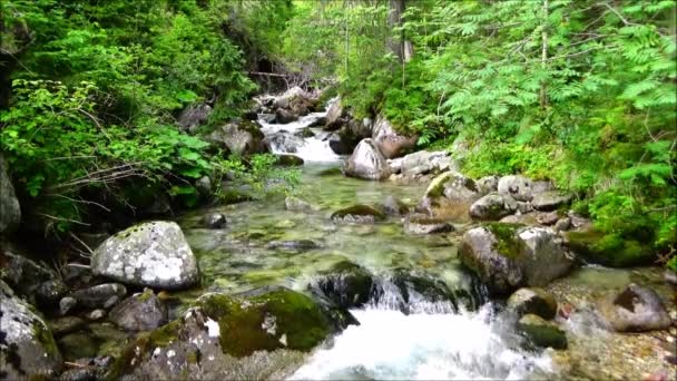 Cours d'eau de montagne dans les montagnes Tatra
 - Séquence, vidéo