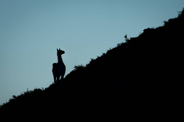 Guanaco steht silhouette auf Hang Wendekopf - Foto, Bild