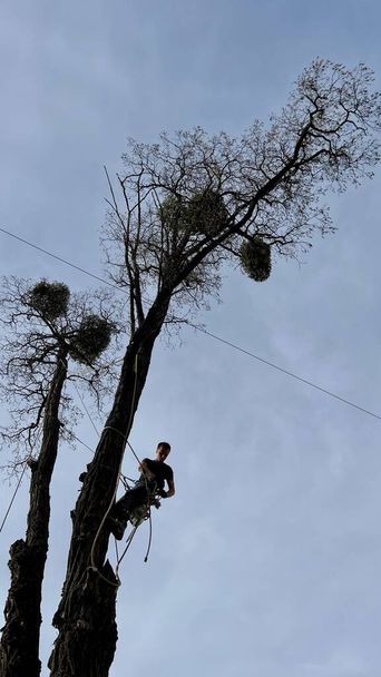 Un abile arborista che indossa un'imbracatura di sicurezza e casco usa una motosega per rimuovere rami da un albero alto in una zona residenziale.  - Foto, immagini