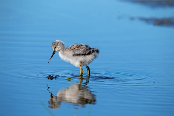 Young baby avocet picking food in spring - Photo, Image
