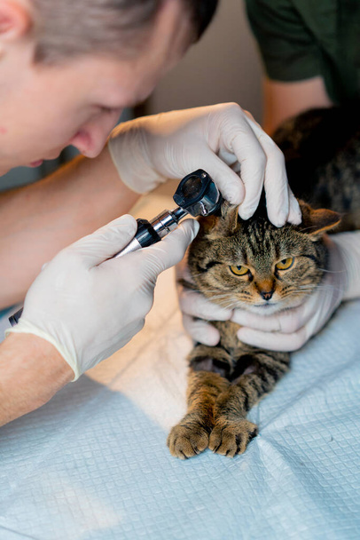 primer plano en una clínica veterinaria un médico veterinario sostiene otra comprobación de una oreja gatos - Foto, imagen
