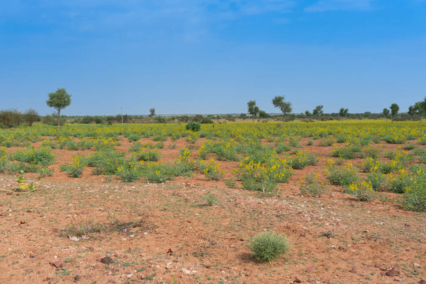plantation de graines de moutarde près de la ville de Jodhpur, au désert de Thar avec fond bleu ciel, Rajasthan, Inde. - Photo, image