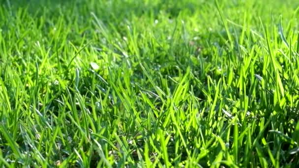 Green Grass backlit - Filmati, video