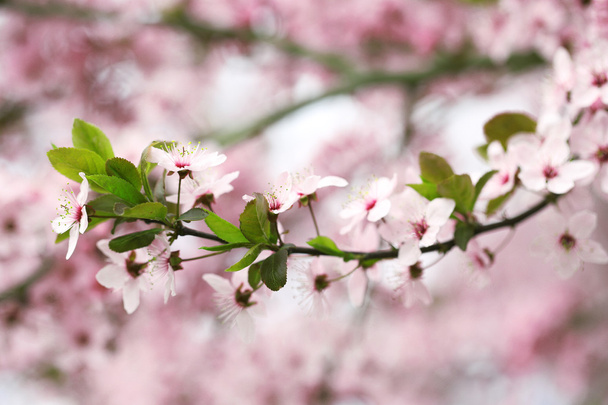 Cherry blossoms over blurred nature background, close up - Photo, image