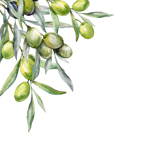 Aceitunas Acuarela Ilustración. Olive Branches Greenery Acuarela pintada a mano aislada sobre fondo blanco. Perfecto para invitaciones de boda de oliva, etiquetas florales, ducha nupcial y tarjetas de felicitación florales - Foto, imagen
