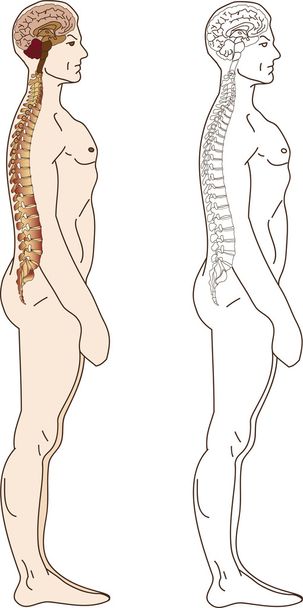 columna vertebral humana
 - Vector, Imagen