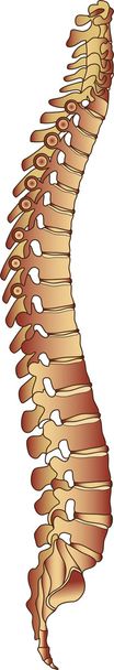 Ilustración de la columna vertebral humana
 - Vector, Imagen