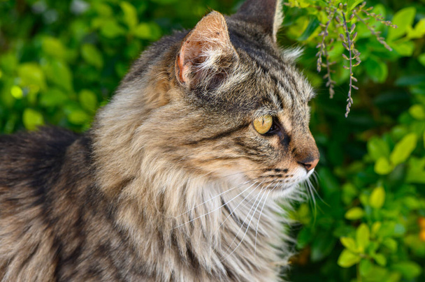 portret van een Maine Coon-achtige kat tegen een achtergrond van groene bladeren 3 - Foto, afbeelding