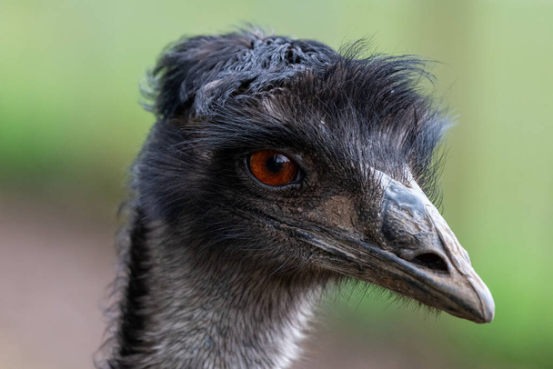 Zdjęcie głowy emu (dromaius novaehollandiae) - Zdjęcie, obraz