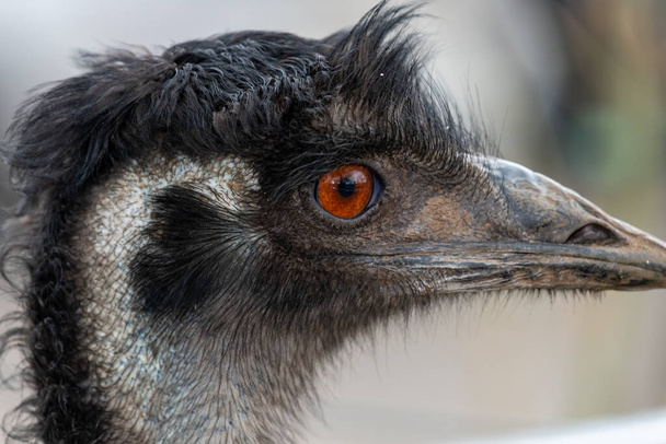 Φωτογραφία κεφαλής emu (dromaius novaehollandiae) - Φωτογραφία, εικόνα
