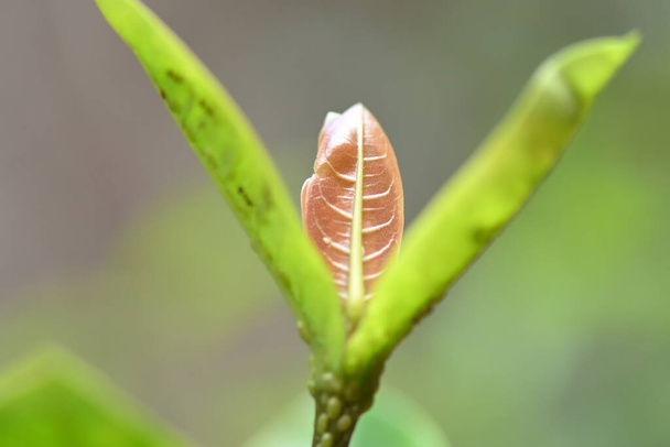 makro fotográfia ixora növény gomba betegség virág természet - Fotó, kép