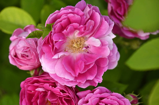 Dulce bálsamo Camellia japonica (rosa japonesa) flor, de cerca - Foto, imagen