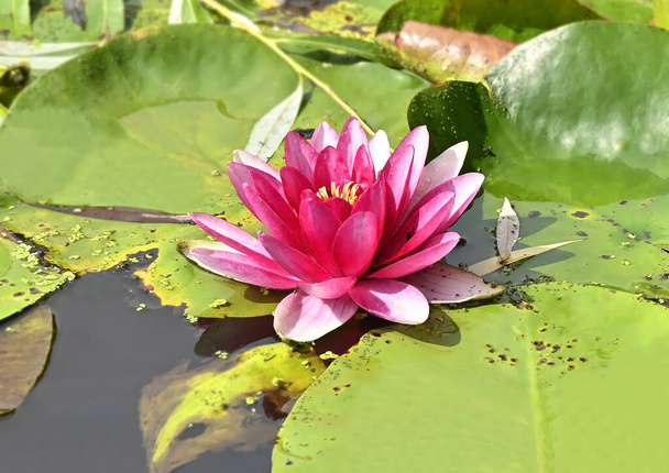Güzel pembe Nilüfer (lotus) havuzda - Fotoğraf, Görsel